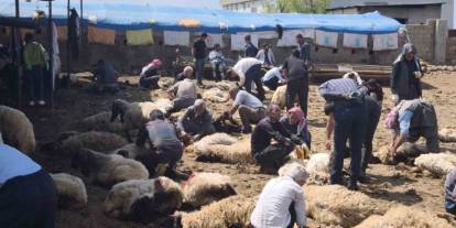 Şırnaklı Göçerlerden Dayanışma Örneği: Yüzlerce Koyun Kırkıldı