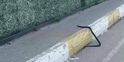 Şırnak’ta kaldırımda görülen siyah yılan paniğe neden oldu