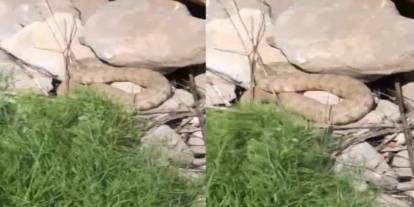 Şırnak'a komşu ilde dev engerek yılanı görüldü!