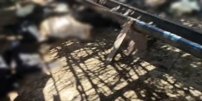 Sokak köpekleri 26 keçiyi telef etti