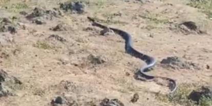 3 Metre Uzunluğundaki Yılanı Görenler Gözlerine İnanamadı