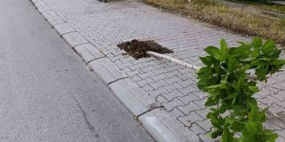 Yeni Dikilen Onlarca Ağaca Zarar Verildi