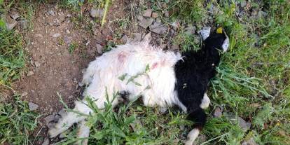 Boğazören'de Köpek Saldırısı İddiası: 4 Oğlak Telef Oldu, Vatandaşlardan Önlem Çağrısı