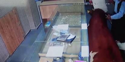 Sahibinden Kaçan Dana Kuyumcu Dükkânına Girdi