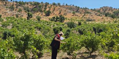 Şırnak'ta Zeytin, Nar ve Bağ Alanlarında Zararlı Organizma Sürveyi Sürüyor