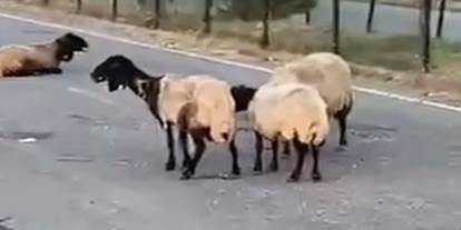 Siirt’te Zehirlendiği İddia Edilen 32 Küçükbaş Hayvan Telef Oldu