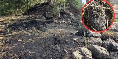 Şırnak'ta Açık Alanda Yangın Paniği: Alevlerin Arasında Kalan 2 Kirpi Kurtarıldı