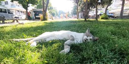 40 dereceyi aşan bunaltan sıcaklar: Sokak hayvanları parklara sığındı