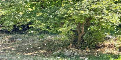 Şırnak'ta Kavak Ağaçlarından Dökülen Polenler Köyü Beyaz Örtüyle Kapladı