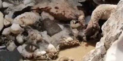 Hakkari'de kar kütlesi altında kalan onlarca küçükbaş hayvan telef oldu