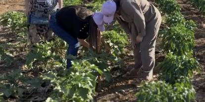 Cizre'de kadınların kurduğu kent bostanı ilk ürünlerini verdi
