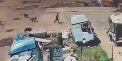 Silopi'de Sokak Köpeklerinin Saldırdığı Çocuğu Amca Ve Baba Kurtardı
