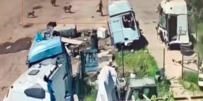 Silopi'de Başıboş Köpekler Önce Küçük Çocuğa Şimdi De Yaşlı Adama Saldırdı