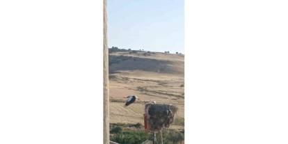 Diyarbakır’da Ayağı Yuvasındaki Bez Parçasına Takılan Leylek Kurtarıldı