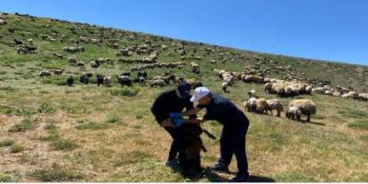 Şırnak’ta yaylalarda hayvan sağlığı için saha çalışması