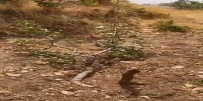 Siirt’te domuzlar 20 yıllık fıstık ağaçlarına zarar verdi