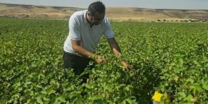 Cizre’de Pamuk Tarlalarında Biyoteknik Mücadele Nöbeti