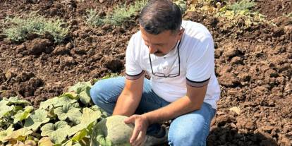 Cizre'de Kavun Ve Karpuz Ekili Alanlarda İnceleme Yapıldı