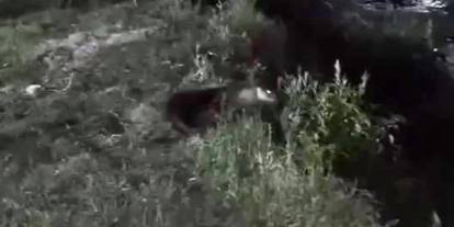 Dicle Nehri’nde su samuru görüntülendi