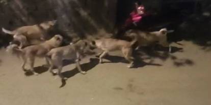 Şırnak’ta Aileler Tedirgin! Okul Öncesi Sokak Köpeği Endişesi