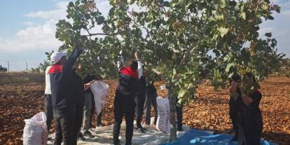 Güçlükonak ilçesinde fıstık hasadı gerçekleştirildi