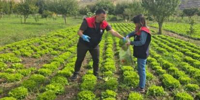 Şırnak’ta Nar ve Marul Üretimine Pestisit Denetimi! Numuneler Van'a Gönderildi