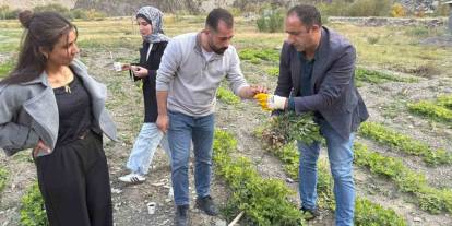 Hakkâri’de bir ilk: 1350 rakımda yetiştirildi