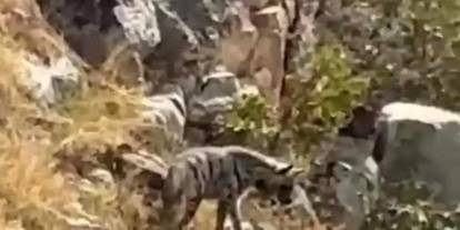 Batman’da Nesli Tehlike Altında Bulunan Çizgili Sırtlan Görüntülendi