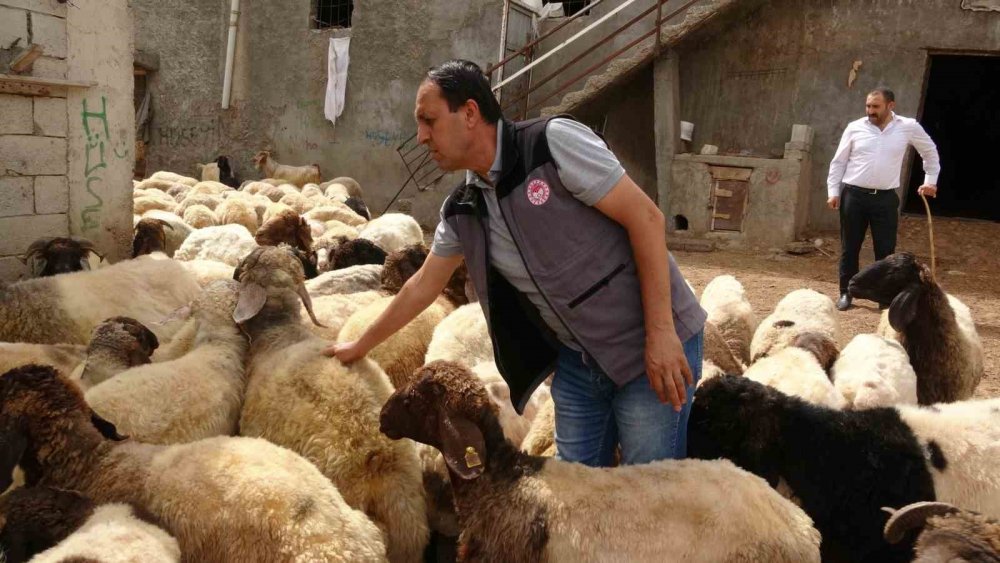 Kurbanlık Alırken Nelere Dikkat Edilmeli