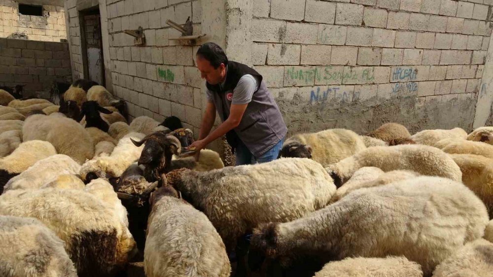 Kurbanlık Alırken Nelere Dikkat Edilmeli
