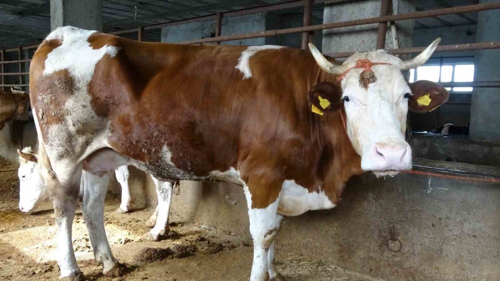 Kurbanlık Alırken Nelere Dikkat Edilmeli