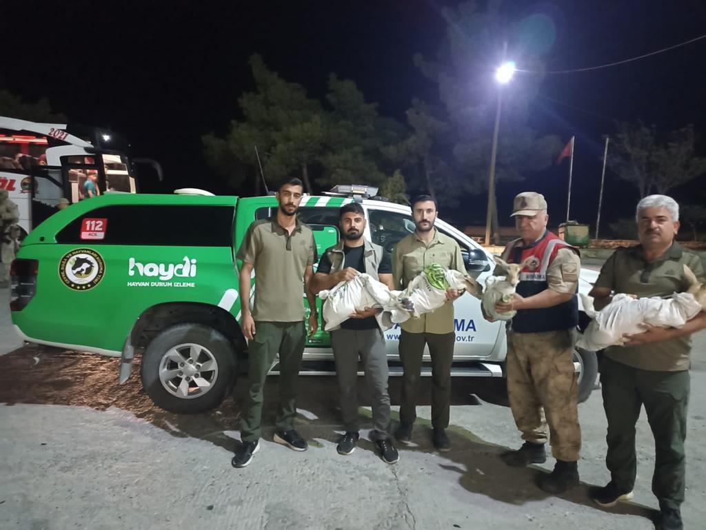 aa-20230912-32134768-32134766-sanliurfada-izinsiz-beslenen-4-ceylan-koruma-altina-alindi.jpg