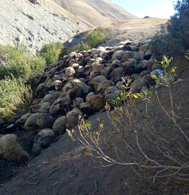 hakkari-de-kurt-saldirisi-300-koyun-telef-oldu-16337388-7123-m.jpg