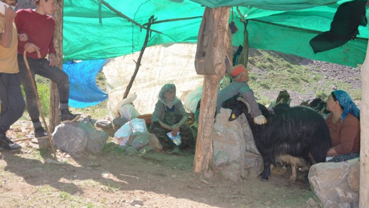 berivanlar-sirnak-yaylalarinda-sut-sagimina-basladi.jpg