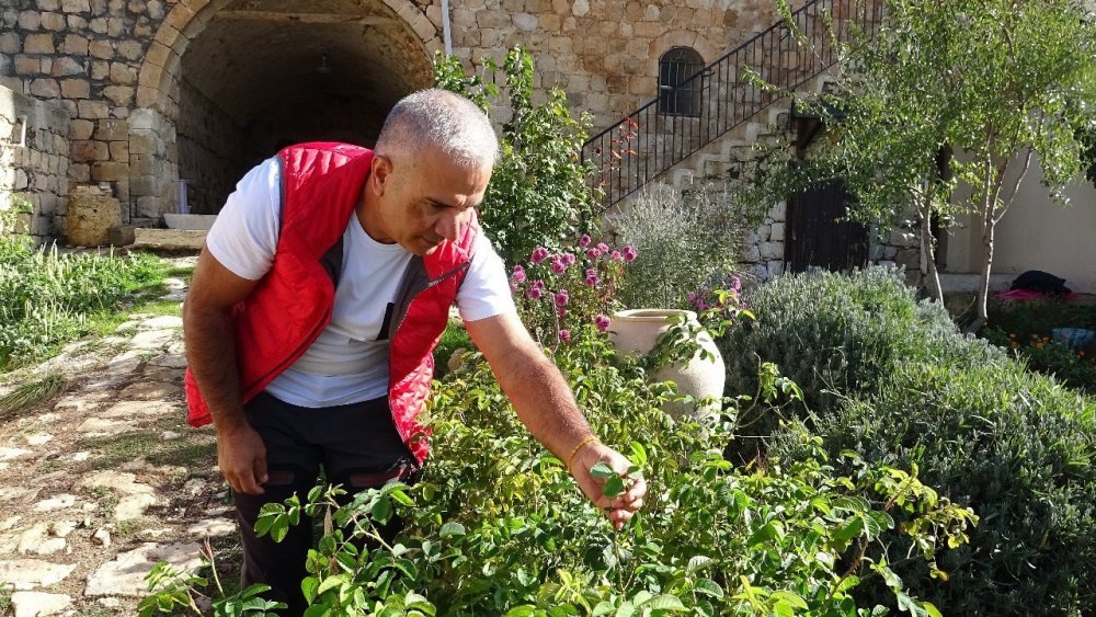 Mega Kent İstanbul’u Bırakan Çiftçi, Mardin’de Gül Ve Lavanta Ekimi Yapıyor
