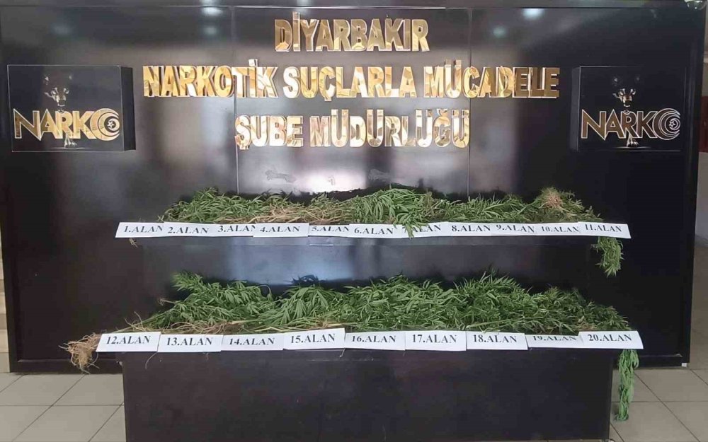 Diyarbakır’da Dev Uyuşturucu Operasyonu: 800 Kilo Esrar Türevi ve 3 Bin 276 Kök Kenevir Ele Geçirildi