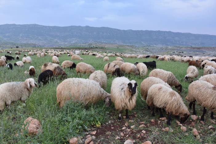 aa-20250525-38073848-38073831-sirnakta-gocerler-hayvanlarini-yaylalara-goturmek-icin-yola-koyuldu-min.jpg
