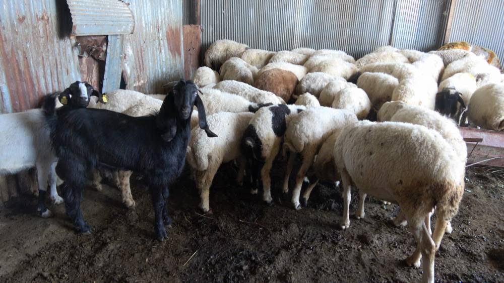 Kurbanlık alırken neler dikkat edilmeli! İşte uzmanından önemli uyarılar