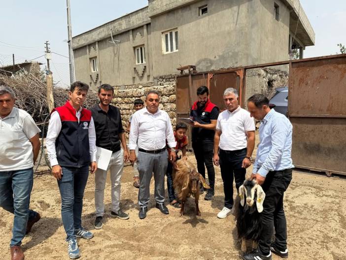 lcemize-bagli-boyuncuk-koyunde-etkili-olan-saganagin-ardindan-meydana-gelen-yildirim-dusmesi-sonucu-kucukbas-hayvanlari-telef-olan-ciftcilerimize-kaymakamimiz-sayin-okkes-furkan-karakurt-tarafinda-2.jpg