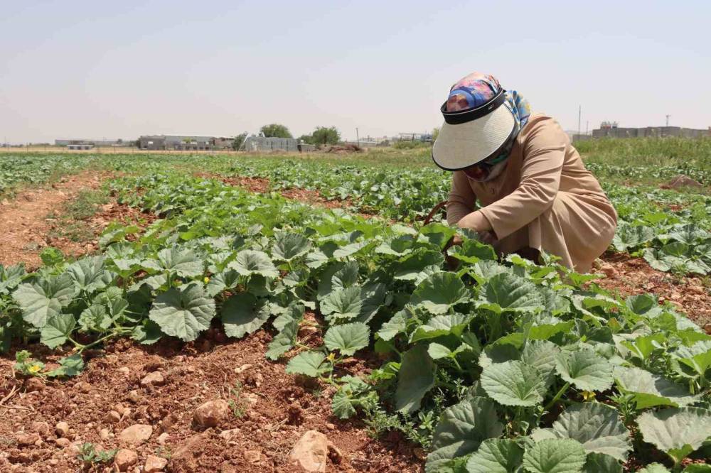 Şanlıurfa’da Ata Tohumu Hasadı Gerçekleştirildi