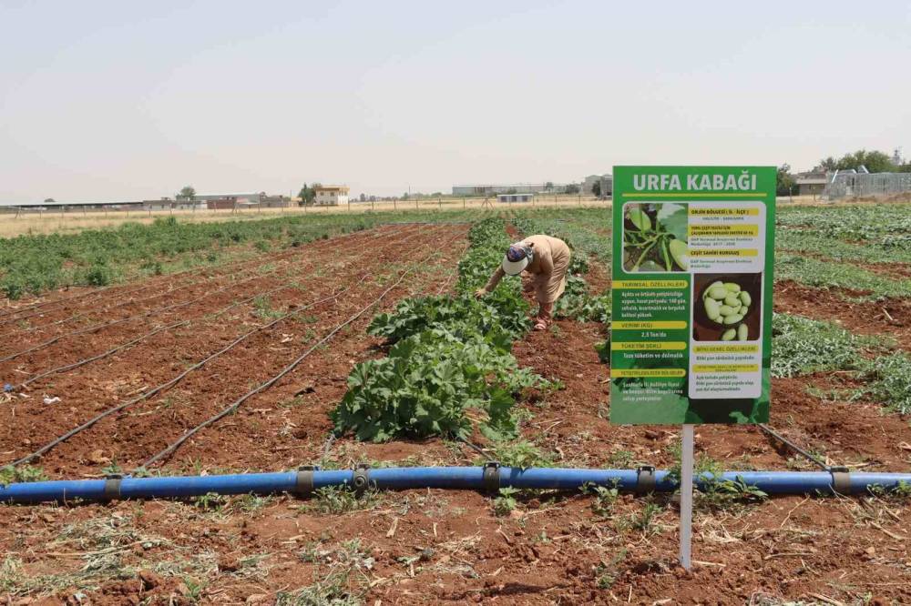 Şanlıurfa’da Ata Tohumu Hasadı Gerçekleştirildi