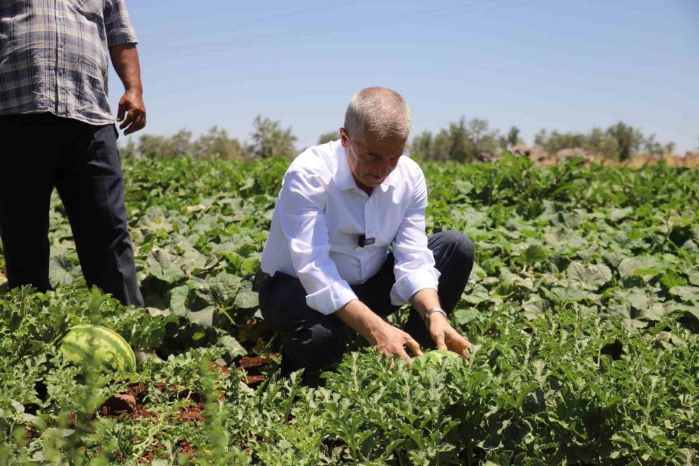 Domates, Biber, Patlıcan, Salatalık, Kavun Ve Karpuz Hasadı Başladı
