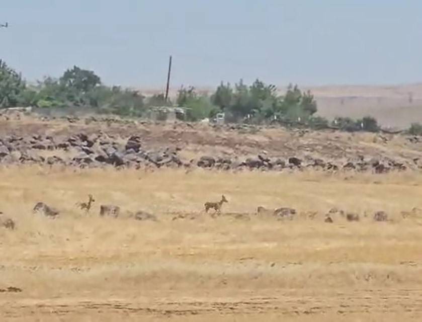 Nesli Tükenme Tehlikesi Altındaki Ceylanlar Görüntülendi