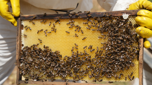 38612856-38612919-640x360.jpg