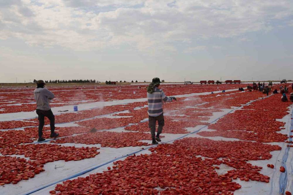 Kavurucu Sıcağı Altında Kurutulan Domatesler Avrupa’ya İhraç Ediliyor