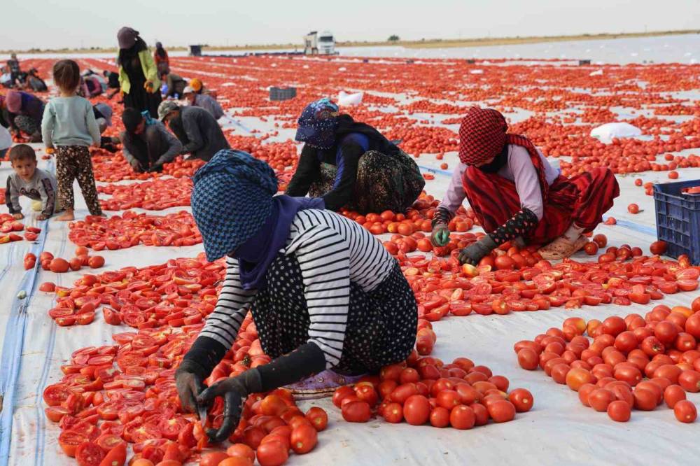 Kavurucu Sıcağı Altında Kurutulan Domatesler Avrupa’ya İhraç Ediliyor