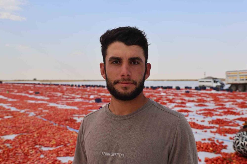 Kavurucu Sıcağı Altında Kurutulan Domatesler Avrupa’ya İhraç Ediliyor