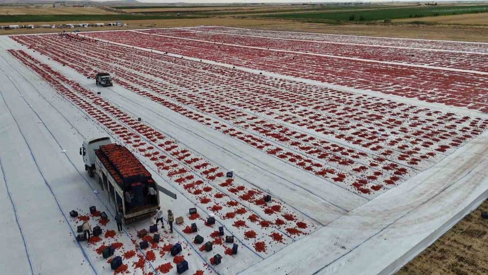 Kavurucu Sıcağı Altında Kurutulan Domatesler Avrupa’ya İhraç Ediliyor