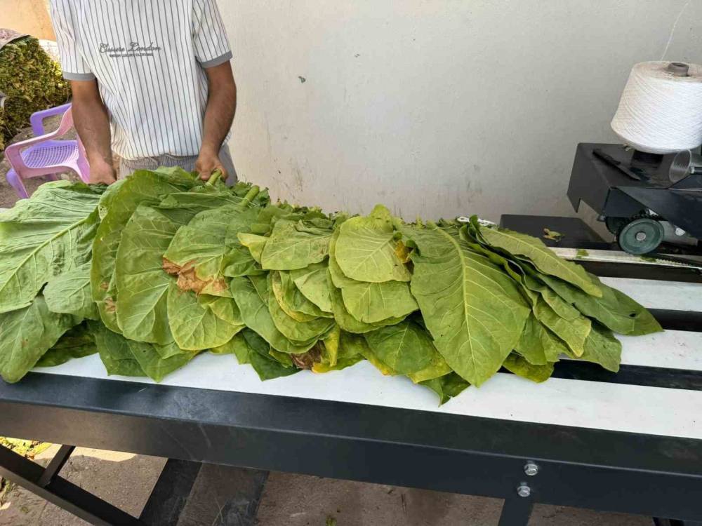 Siirt’te Tütün Hasadı Başladı