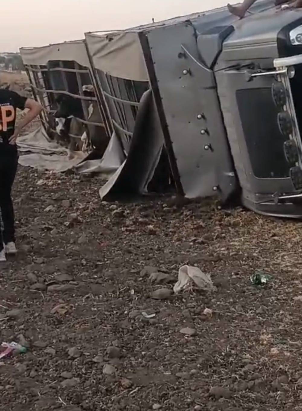 Siverek’te Büyükbaş Hayvan Yüklü Tır Devrildi